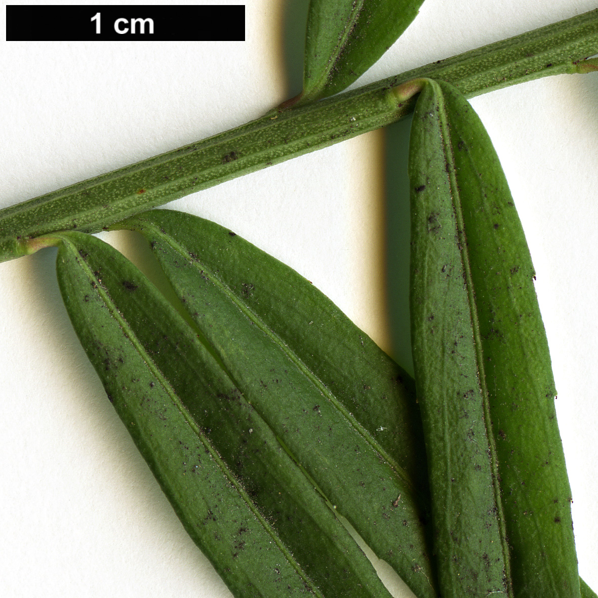 High resolution image: Family: Celastraceae - Genus: Euonymus - Taxon: nanus - SpeciesSub: var. turkestanicus